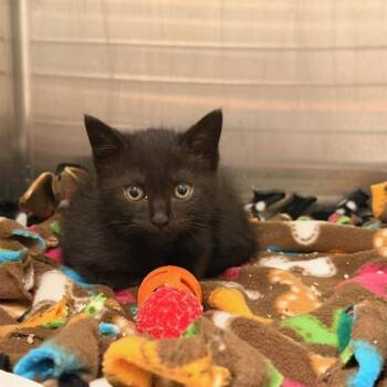 FLOWER -  Domestic Short Hair Cat for Adoption in Tustin, California - FLOWER | PetCurious