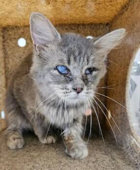 Jazmin -  Domestic Medium Hair and Domestic Short Hair Cat for Adoption in Lafayette, Indiana - Jazmin | PetCurious