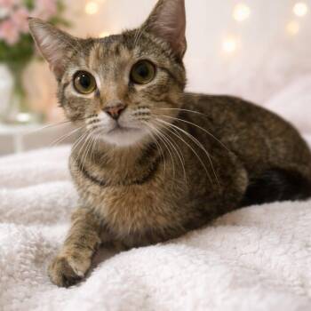 Rosita -  Domestic Short Hair Cat for Adoption in Boston, Massachusetts - Rosita | PetCurious