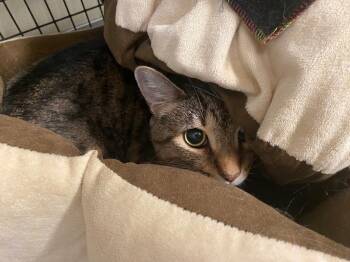 Domestic Short Hair Cats Available for Adoption in Raleigh, North Carolina - I Can