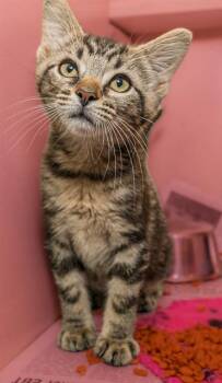 DUSTY -  Domestic Short Hair Cat for Adoption in Cookeville, Tennessee - DUSTY | PetCurious