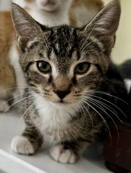 Bob the Bobtail -  Domestic Short Hair and Tabby Cat for Adoption in Lawrenceville, Georgia - Bob The Bobtail | PetCurious