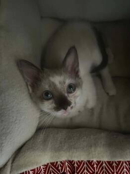 Lizzie -  Snowshoe Cat for Adoption in Dayton, Minnesota - Lizzie | PetCurious