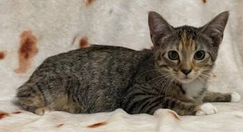 Violet -  Domestic Short Hair Cat for Adoption in Kansas City, Missouri - Violet | PetCurious