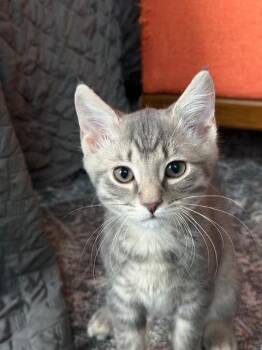 Rocket -  Domestic Short Hair Cat for Adoption in Murfreesboro, Tennessee - Rocket | PetCurious