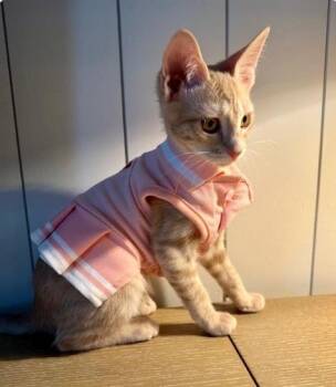 Drama -  Domestic Short Hair Cat for Adoption in Austin, Texas - Drama | PetCurious