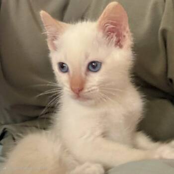 Rescue Siamese Cats for Adoption in Agoura Hills, California - Lucky | PetCurious