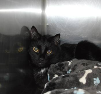 Domestic Medium Hair Cats Available for Adoption - Binx | PetCurious