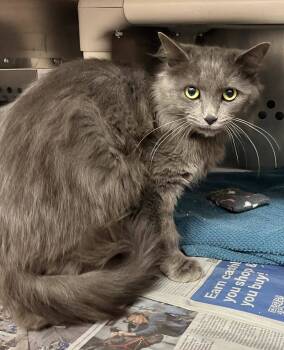 Rescue Domestic Long Hair Cats for Adoption in Toronto, Ontario - SOCK SNIFFER | PetCurious