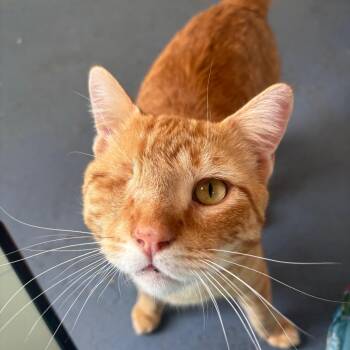 Domestic Short Hair Cats Available for Adoption - Willy | PetCurious