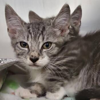 Nimbus -  Domestic Short Hair Cat for Adoption in Sarasota, Florida - Nimbus | PetCurious