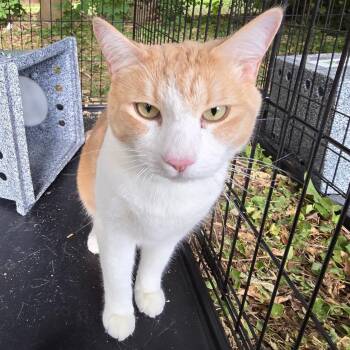 Bantum -  Domestic Short Hair Cat for Adoption in Grantsville, Utah - Bantum | PetCurious