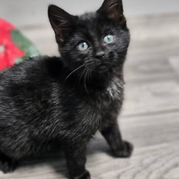 Rescue Domestic Short Hair Cats for Adoption in Plainfield, Illinois - Presley ~ New Arrival | PetCurious