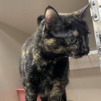Domestic Short Hair and Mixed Breed Cats Available for Adoption in Durango, Colorado - Ellie | PetCurious