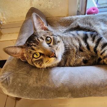 Buddy -  Domestic Short Hair Cat for Adoption in Chicago, Illinois - Buddy | PetCurious