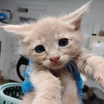 Nike -  Domestic Short Hair Cat for Adoption in Summerville, South Carolina - Nike | PetCurious