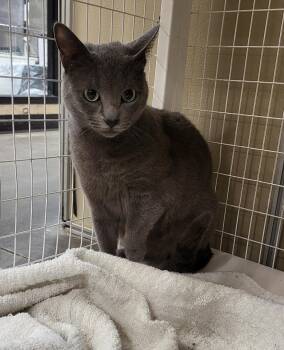 Russian Blue Cats Available for Adoption - Mindy | PetCurious