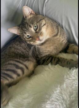 Junior -  Domestic Short Hair Cat for Adoption - Junior | PetCurious