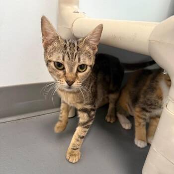 Jo -  Domestic Short Hair Cat for Adoption in Roanoke, Virginia - Jo | PetCurious