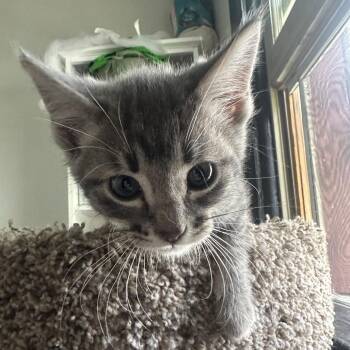 Domestic Short Hair Cats Available for Adoption in Buffalo, Minnesota - Walt | PetCurious