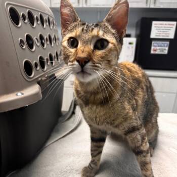 Domestic Short Hair Cats Available for Adoption in Riverside, California - Nora | PetCurious