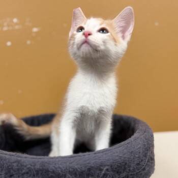 Domestic Short Hair Cats Available for Adoption in Las Vegas, Nevada - Arnaz 53720 | PetCurious