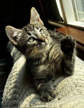 Rip Wheeler -  Tabby and Domestic Short Hair Cat for Adoption in Pasco, Washington - Rip Wheeler | PetCurious