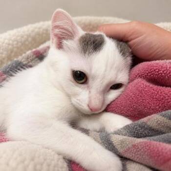 Banjo Prioulx, adopt with Tuba -  Domestic Short Hair Cat for Adoption in Hudson, Massachusetts - Banjo Prioulx, Adopt With Tuba | PetCurious