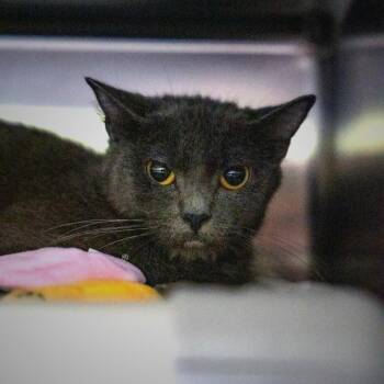 Toby -  Domestic Short Hair Cat for Adoption in Gainesville, Georgia - Toby | PetCurious