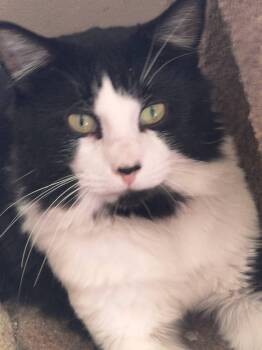 Sir -  Domestic Short Hair Cat for Adoption in Spencerville, Ontario - Sir | PetCurious