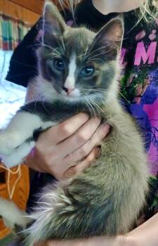 Rescue American Shorthair Cats for Adoption in Lake Arrowhead, California - Jess | PetCurious