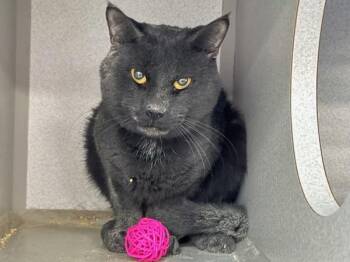 Domestic Medium Hair Cats Available for Adoption - Barty | PetCurious