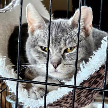 Domestic Short Hair Cats Available for Adoption in Grantsville, Utah - Spankygirl Aka Sassy | PetCurious