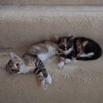 Nova -  Domestic Short Hair Cat for Adoption in Milan, Illinois - Nova | PetCurious