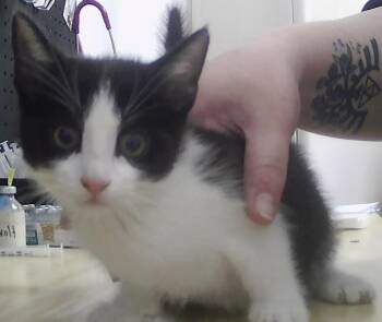 Domestic Short Hair Cats Available for Adoption in Dayton, Minnesota - Boppity | PetCurious