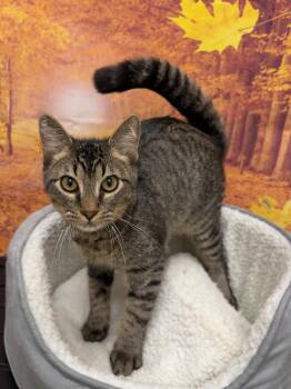 Bearclaw -  Domestic Short Hair Cat for Adoption in Newberg, Oregon - Bearclaw | PetCurious