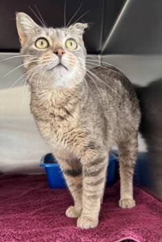 Domestic Short Hair Cats Available for Adoption - Maha | PetCurious