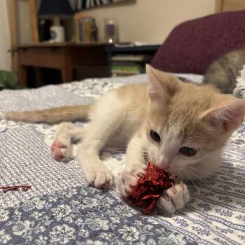 Domestic Short Hair Cats Available for Adoption in Williston, Florida - Mustard | PetCurious