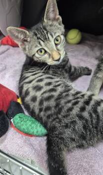 CARLY -  Domestic Short Hair Cat for Adoption in Vaughan, Ontario - CARLY | PetCurious