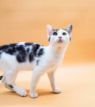 Rescue Domestic Short Hair Cats for Adoption in Springfield, Missouri - Lillian | PetCurious