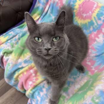 Hazel -  Domestic Long Hair Cat for Adoption in Grand Rapids, Michigan - Hazel | PetCurious