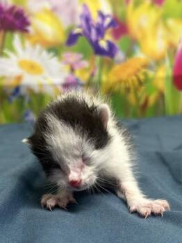 Domestic Short Hair Cats Available for Adoption in San Antonio, Texas - Scrunchy | PetCurious