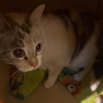 Daisy Mae -  Domestic Short Hair Cat for Adoption in Las Vegas, Nevada - Daisy Mae | PetCurious
