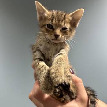 Melody -  Domestic Short Hair Cat for Adoption in Chattanooga, Tennessee - Melody | PetCurious