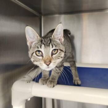Lapin -  Domestic Short Hair Cat for Adoption in Fort Wayne, Indiana - Lapin | PetCurious