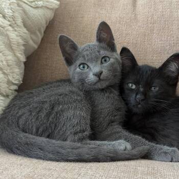 Lula -  Russian Blue Cat for Adoption in Long Beach, California - Lula | PetCurious