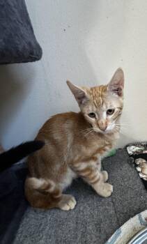 Rescue Domestic Short Hair Cats for Adoption in Aiea, Hawaii - Ozzy Osbourne | PetCurious