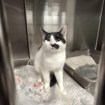 Cow -  Domestic Short Hair Cat for Adoption in Conway, New Hampshire - Cow | PetCurious