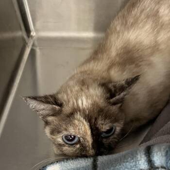 Siamese Cats Available for Adoption in Oak Park, Illinois - Aurelia | PetCurious