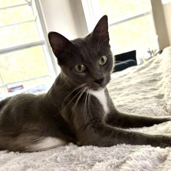 Isabella -  Domestic Short Hair Cat for Adoption - Isabella | PetCurious
